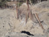 12a-breach and erosion locations at Southern Area’s west fenceRS